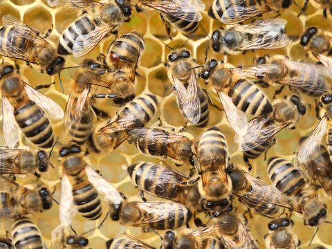 Varroa mite on back of a bee.