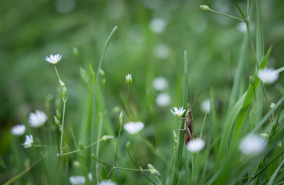 Small grasshopper sitting on a green grass blade among white flowers