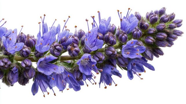 Stunning photo of blue hyssop flowers bloom on green stem. Detailed close up macro view of summer plant with purple buds. Nature botanical detail against white background.