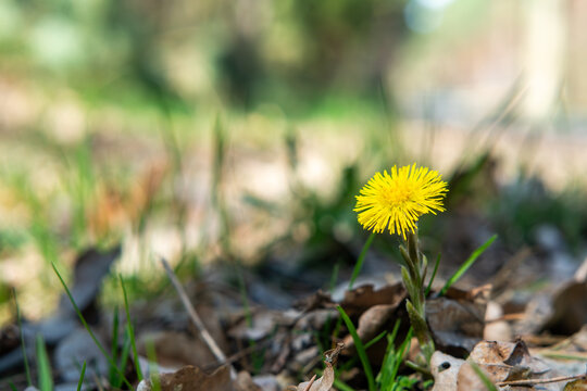 Coltsfoot flower blooming on spring meadow, yellow medicinal Tussilago farfara close up, natural herbal remedy for cough, symbol of early spring in forest, botanical nature photography, wild plant.