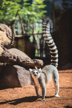 Ring Tailed Lemur 4