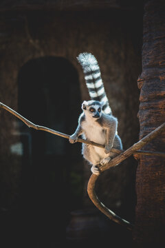 Ring Tailed Lemur 5