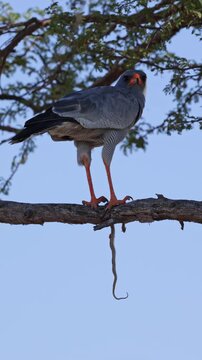 Vertical video, a Pale chanting goshawk feeding on a snake