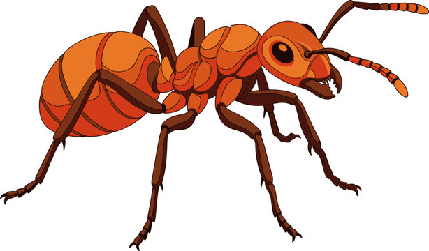 Detailed red ant insect illustration showing segmented body and legs