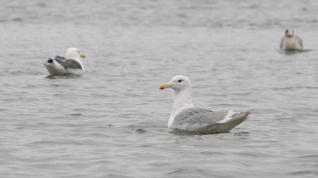 Close-up of a seagull swimming in the sea.