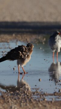 Vertical video,  A juvenile and adult Pale chanting goshawk in the water