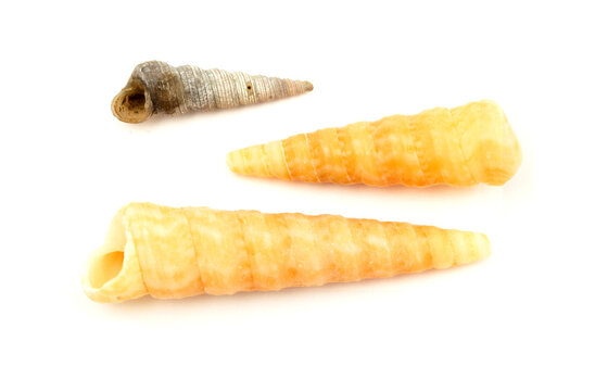 Fauna of Mediterranean - Turritella communis, Tower Shell, isolated on White Background
