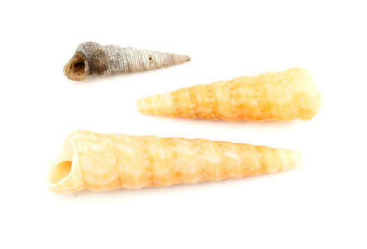 Fauna of Mediterranean - Turritella communis, Tower Shell, isolated on White Background