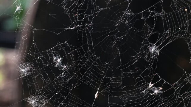 White spider web on a black background. 4k video
