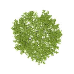 tree top view, isolate on a transparent background, 3d illustration © vadim_fl