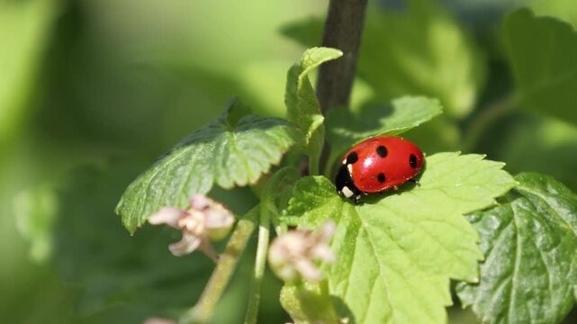 A ladybug sits on currant leaves in the garden. 4k video