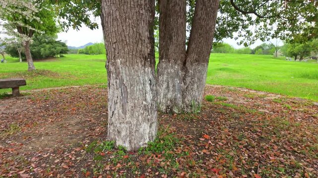 Twin tree trunks and green grasslands