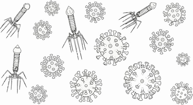 Sketch of bacteriophages and coronavirus particles on a white background