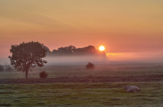 resting cattle while Sunrise on Eiderstedt Peninsula close to Sankt Peter-Ording at North Sea,North Frisia,Schleswig-Holstein,Germany