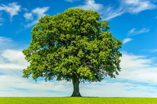 Eine Eiche steht als Einzelbaum in einer Wiese