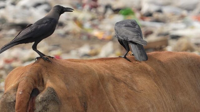 Cows eating garbage, Cows eating plastic, waste management crisis, cattle garbage dump, birds at landfill, garbage dump ecology, garbage contamination animals, crows eating birds garbage, food wastes.