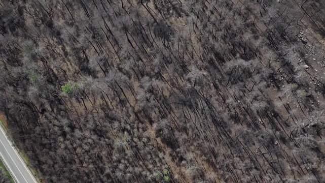 Aerial view of a grey road cutting through an area of burned forest after summer 2025 wildfires, creating a striking contrast in tones, Freixo de Espada a Cinta, Portugal.