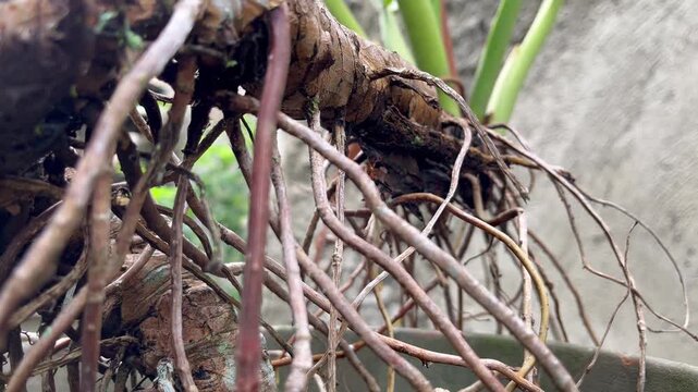 Close Up Look at Aerial Roots Growing from the Thick Stem of a Tropical Houseplant