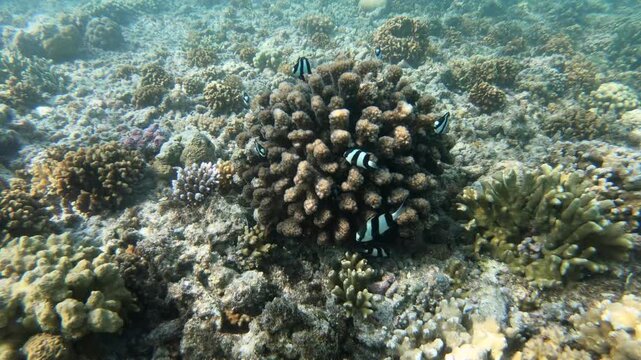 Dascyllus aruanus, known commonly as the whitetail dascyllus or humbug damselfish, is a species of marine fish in the family Pomacentridae. Associated with coral reefs, live usually in groups 