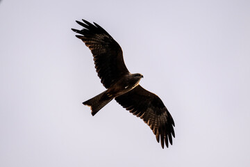 Obraz premium A black kite in its natural habitat in a spring forest in Kalmykia.