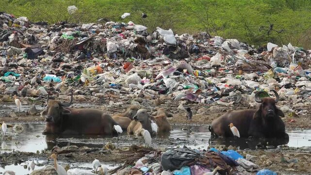Cows eating garbage, Cows eating plastic, waste management crisis, cattle garbage dump, birds at landfill, garbage dump ecology, garbage contamination animals, crows eating birds garbage, food wastes.
