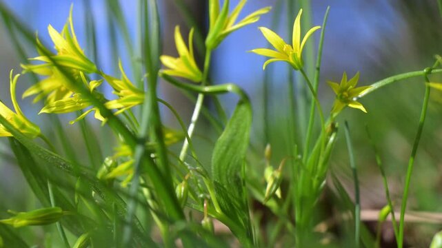 Yellow Gagea flowers swaying in the wind on spring forest floor, low angle