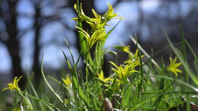 Yellow Gagea flowers swaying in the wind on spring forest floor, low angle