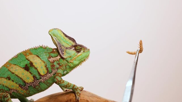 Green chameleon reptile carefully eyes mealworm held by tweezers, slow motion.