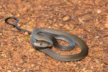 Obraz premium Closeup of the highly feared black mamba (Dendroaspis polylepis), in the bushveld. Africa’s deadly venomous snake