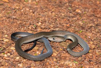 Fototapeta premium Closeup of the highly feared black mamba (Dendroaspis polylepis), in the bushveld. Africa’s deadly venomous snake