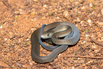 Obraz premium Closeup of the highly feared black mamba (Dendroaspis polylepis), in the bushveld. Africa’s deadly venomous snake