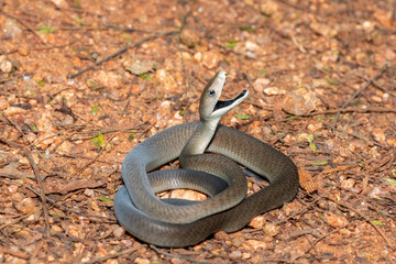 Obraz premium The highly feared black mamba (Dendroaspis polylepis), defensively displaying its black mouth. Africa’s deadly venomous snake