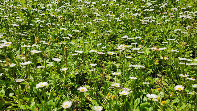 Bellis daisies are blooming in a meadow, forming a dense carpet of small white and pink flowers that brighten the spring landscape.