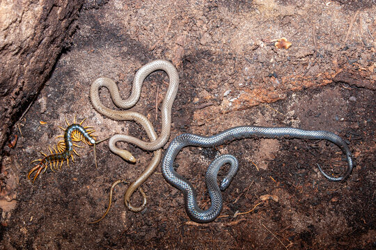 Yellow-faced Whipe Snake, Eastern Small-eyed Snake and Centipede hibernating under the same rock