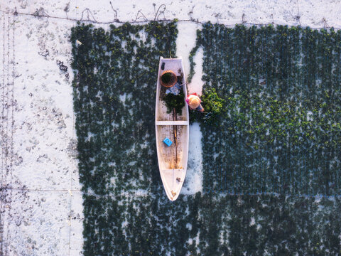 Aerial view of a narrow boat amidst the seaweed farms, creating a striking contrast between the dark green crops and the white sandy seabed, Lembongan, Bali, Indonesia.