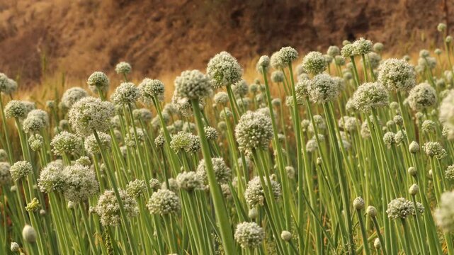 Onion bloom in the field. growing onion seeds. Vegetable onions, which is grown on the seeds, bloom in the garden. Cute  white bulb onion flower in the middle of flowers field. in india