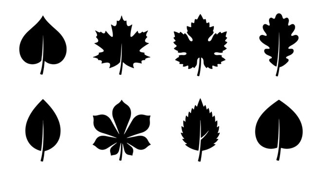 Black leaf silhouettes set of 8 vector icons, botanical foliage shapes including maple and oak, minimalist tree leaf collection for nature branding