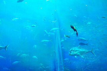 Obraz premium Underwater view of marine aquarium ecosystem with tropical fish, rocks, coral, and blue aquatic environment