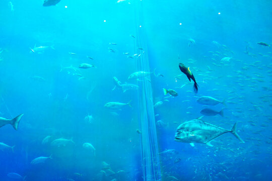 Underwater view of marine aquarium ecosystem with tropical fish, rocks, coral, and blue aquatic environment