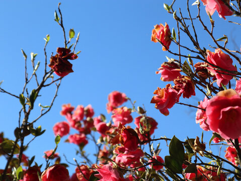 Albero in fiore di  Camellia japonica rosa
