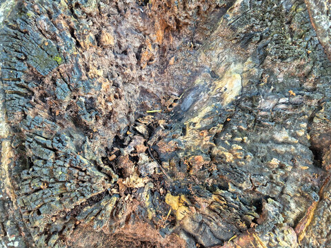 mango tree trunk that was cut to be tidied up, this cutting is approximately 4 years old