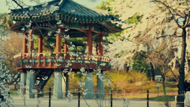 Elegant side track of octagonal pavilion with full blooming cherries
