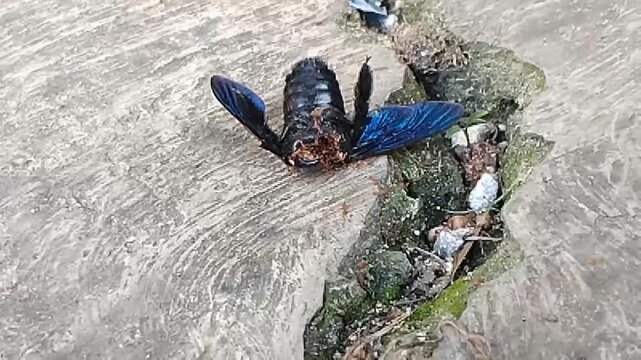 A black beetle with metallic blue wings lies on a rock, being attacked by a swarm of red fire ants. The ants pound the beetle's body, attempting to eat and tear off parts of its body. 