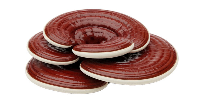 Vector illustration of reishi mushroom or ganoderma lucidum on a transparent background