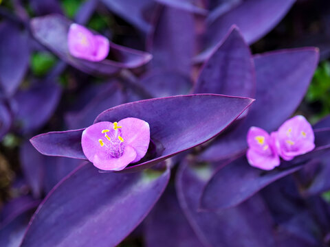 Tradescantia pallida (purple heart), ornamental ground cover with lanceolate purple leaves and small trilobed light purple flowers featuring bright yellow stamens