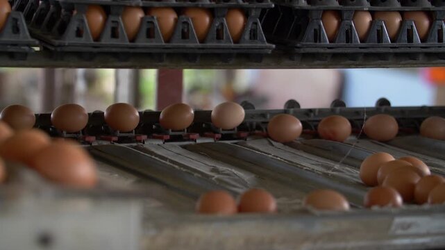 Fresh brown eggs on a collection tray in a commercial poultry farm. Industrial egg production, food supply chain, and agricultural sorting processes