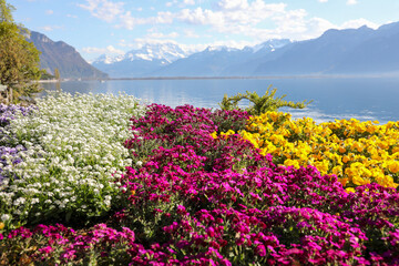 Obraz premium flowers on the Leman lake, Montreux