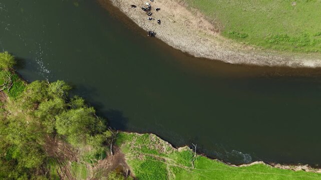 Top down aerial view of cattle and cow herd drinking from the banks of river Trent in the UK
