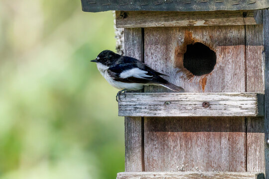Trauerschn&auml;pper (Ficedula hypoleuca) M&auml;nnchen