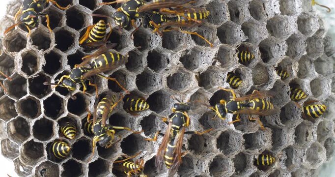 Close-up footage of a digger wasp and its nest, a european species of wasp belonging to the Vespa genus.